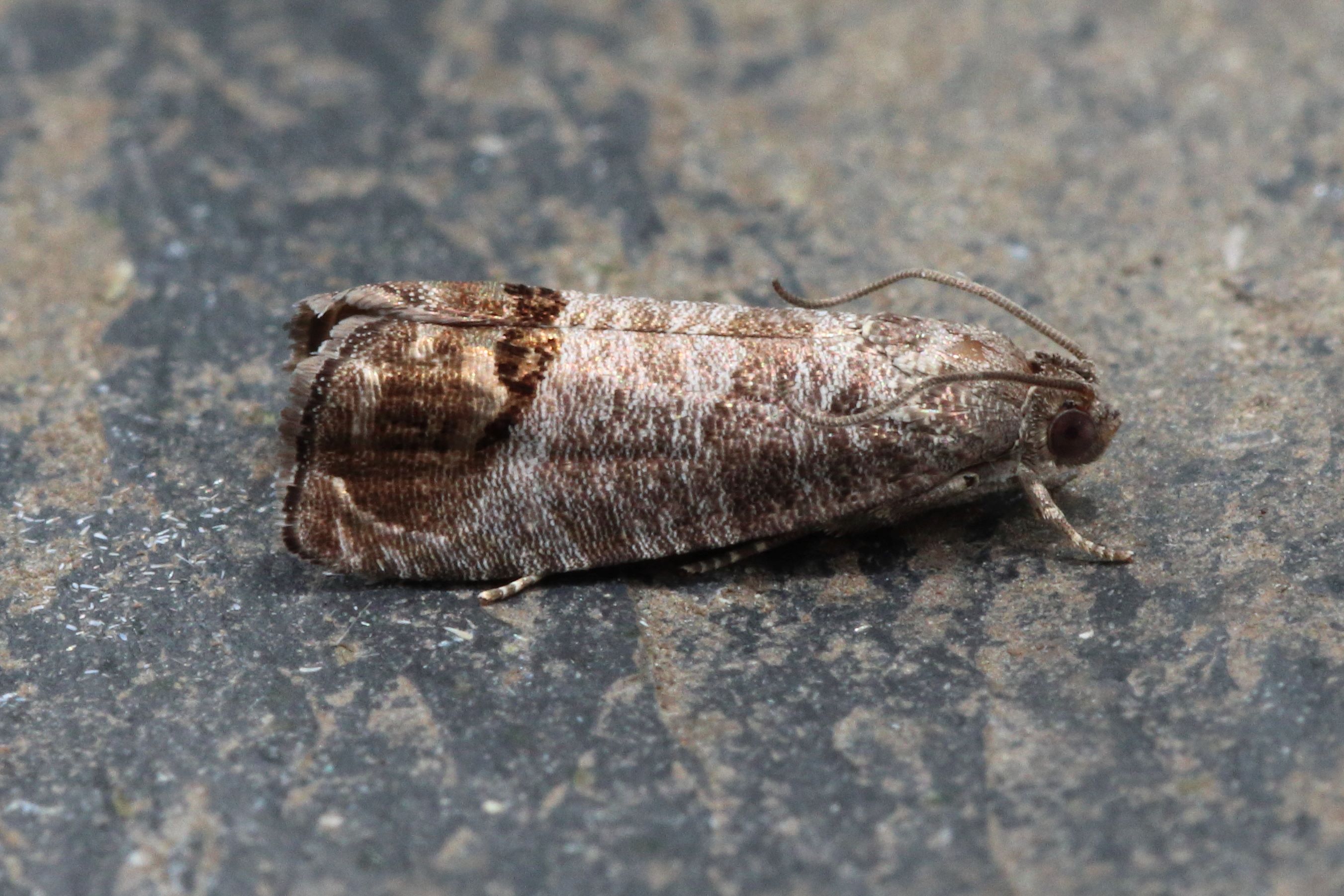 Photo of Codling Moth (Cydia pomonella)